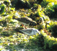 Kleine Watvögel im Naturschutzgebiet