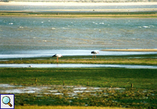 Weißstörche (Ciconia ciconia) auf einer Salzwiese