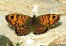 Mauerfuchs (Wall Brown, Lasiommata megera)