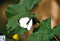 Männlicher Großer Kohlweißling (Large White, Pieris brassicae)