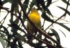 Grünfink (Western Greenfinch, Chloris chloris)