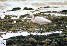 Mit seinem rechten Fuß schreckt der Seidenreiher (Little Egret, Egretta garzetta) die Beute im Gezeitentümpel auf