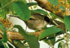 Männliche Samtkopf-Grasmücke (Sardinian Warbler, Sylvia melanocephala melanocephala)