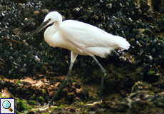Seidenreiher (Little Egret, Egretta garzetta)