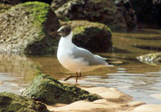 Lachmöwe (Common Black-headed Gull, Chroicocephalus ridibundus)