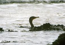 Kormoran (Great Cormorant, Phalacrocorax carbo)