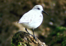 Sanderling (Sanderling, Calidris alba)