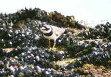 Sandregenpfeifer (Ringed Plover, Charadrius hiaticula)