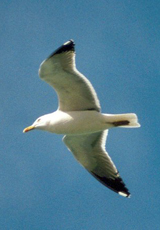 Mittelmeermöwe (Yellow-legged Gull, Larus michahellis)