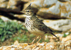 Haubenlerche (Crested Lark, Galerida cristata)