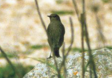 Jugendliche männliche Blaumerle (Blue Rock Thrush, Monticola solitarius)