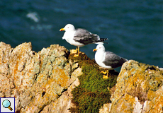 Mittelmeermöwe (Yellow-legged Gull, Larus michahellis)