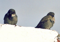 Haussperling (House Sparrow, Passer domesticus)