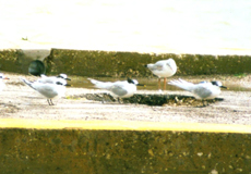 Brandseeschwalbe (Sandwich Tern, Thalasseus sandvicensis)