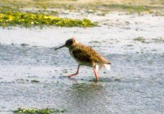 Rotschenkel (Common Redshank, Tringa totanus)