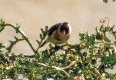 Stieglitz (Eurasian Goldfinch, Carduelis carduelis)