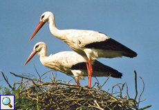 Weißstorch (White Stork, Ciconia ciconia)
