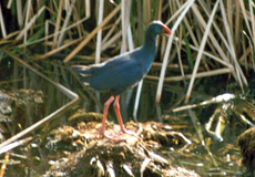 Purpurhuhn (Purple Swamphen, Porphyrio porphyrio)