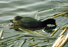 Blässhuhn (Black Coot, Fulica atra)