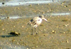 Uferschnepfe (Black-tailed Godwit, Limosa limosa)