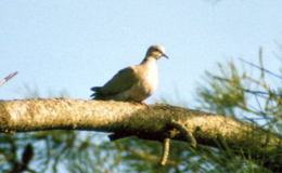 Türkentaube (Collared Dove, Streptopelia decaocto)