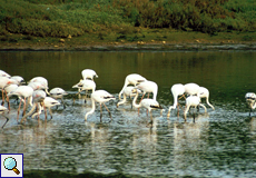 Rosaflamingo (Greater Flamingo, Phoenicopterus roseus)