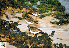 Steinwälzer (Ruddy Turnstone, Arenaria interpres interpres)