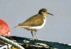 Männlicher Flussuferläufer (Common Sandpiper, Actitis hypoleucos)