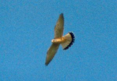Rötelfalke (Lesser Kestrel, Falco naumanni)