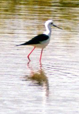 Stelzenläufer (Black-winged Stilt, Himantopus himantopus)