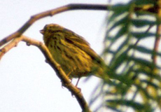 Girlitz (European Serin, Serinus serinus)