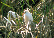 Kuhreiher (Cattle Egret, Bubulcus ibis)