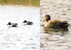 Löffelente (Northern Shoveller, Spatula clypeata)