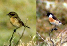 Schwarzkehlchen (Stonechat, Saxicola rubicola)