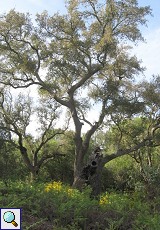 Stattliche Korkeiche (Quercus suber) im Auwald am Palacio de Acebron