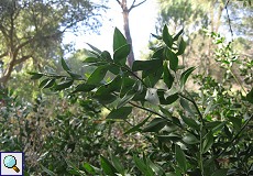 Stechender Mäusedorn (Ruscus aculeatus) im Auwald am Palacio de Acebron