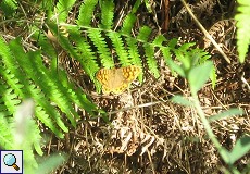 Mauerfuchs (Lasiommata megera) im Auwald am Palacio de Acebron