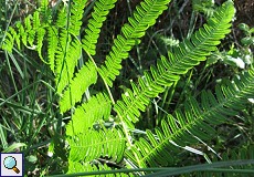 Farn im Auwald am Palacio de Acebron