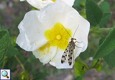 Weibliche Skorpionsfliege (Panorpa sp.) im Auwald am Palacio de Acebron