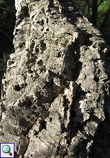 Stamm einer Korkeiche (Quercus suber) im Auwald am Palacio de Acebron