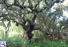 Stark verzweigte Korkeiche (Quercus suber) am Palacio de Acebron