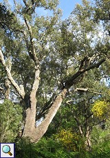 Hoch gewachsene Korkeiche (Quercus suber) im Auwald am Palacio de Acebron