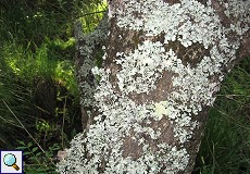 Flechten auf einem Baum im Auwald am Palacio de Acebron