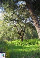 Bäume und Farne im Auwald am Palacio de Acebron