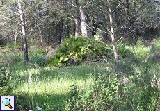 Zwergpalme (Chamaerops humilis) am Palacio de Acebron