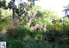 Geschälte Korkeiche (Quercus suber) im Auwald am Palacio de Acebron