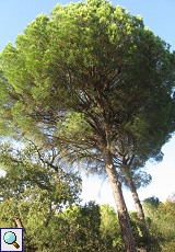 Pinien (Pinus pinea) im Auwald am Palacio de Acebron