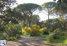 Pinien (Pinus pinea) und blühender Ginster (Ginesta sp.) am Palacio de Acebron