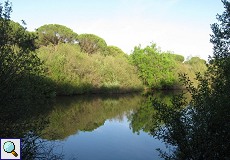 See im Auwald am Palacio de Acebron