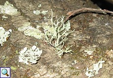 Flechten im Auwald am Palacio de Acebron